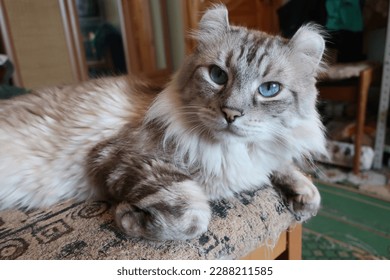 American Curl cat closeup portrait