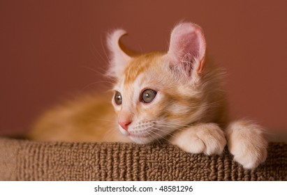 American Curl Kitten