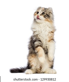 American Curl kitten, 3 months old, standing on hind leg, looking up and licking in front of white background