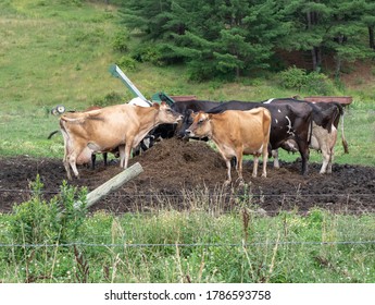 American Dairy Cattle Grazing In A Field