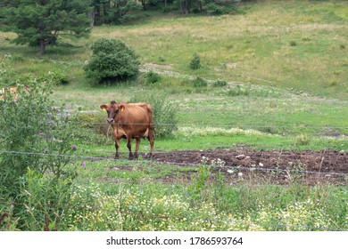 American Dairy Cattle Grazing In A Field