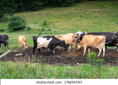 American Dairy Cattle Grazing In A Field