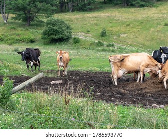 American Dairy Cattle Grazing In A Field