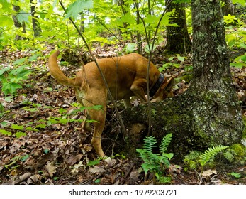 American Dingo Carolina Dog Hunting Prey In A Stump