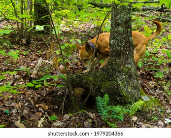 American Dingo Carolina Dog Hunting Prey In The Woods