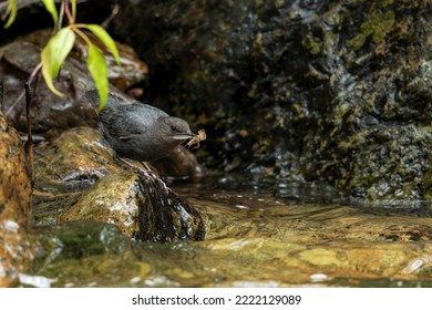 American Dipper Perched With Bug - Shutterstock ID 2222129089