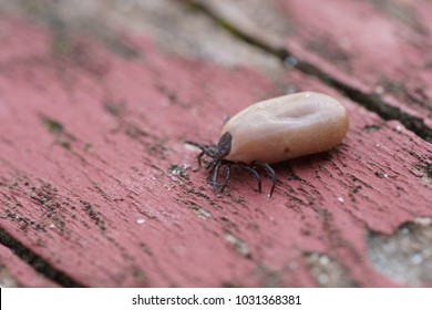 American Dog Tick