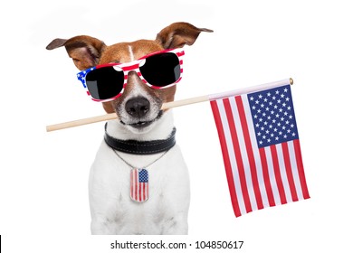 American Dog With Usa Flag