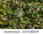 American Dogwood (Cornus sericea) with  clusters of white berries.