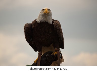 American Eagle