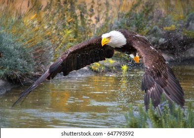 American Eagle Caught In Flight Over The Water, Nature Wallpaper