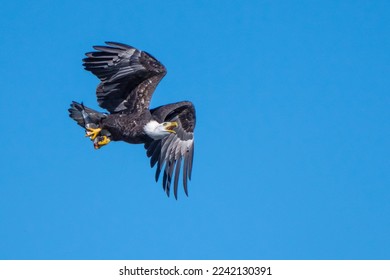 The American Eagle in Flight  - Shutterstock ID 2242130391