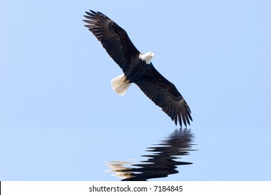 American Eagle Flying Away