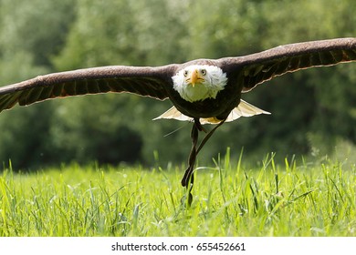 American eagle soaring