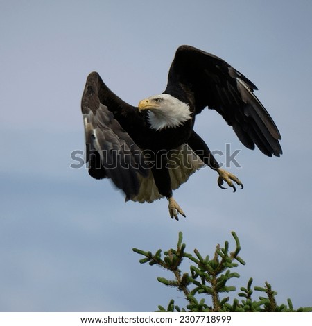 American Eagle Soars with Talons Ready