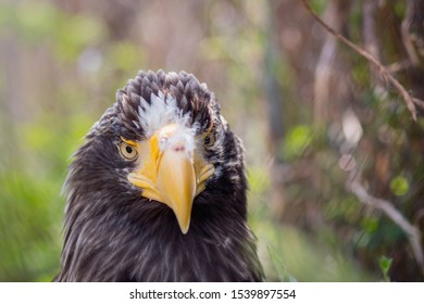 American eagle with a yellow beak, closeup portrait. - Shutterstock ID 1539897554