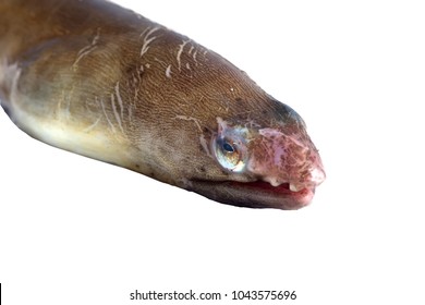 American Eel  (Anguilla Rostrata). Fish Head Isolated On White Background