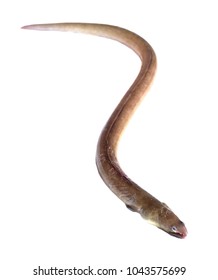 American Eel  (Anguilla Rostrata). Fish Isolated On White Background