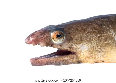 American Eel  (Anguilla Rostrata). Fish Head Isolated On White Background