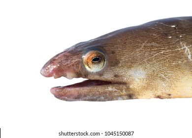 American Eel  (Anguilla Rostrata). Fish Head Isolated On White Background