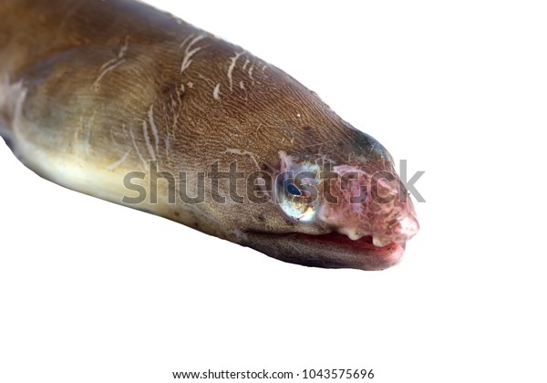 American Eel Anguilla Rostrata Fish Head Stock Photo Edit Now