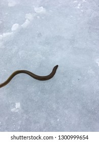 American Eel On The Ice Fishing