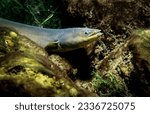 American eel underwater in the St. Lawrence River.