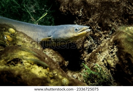 American eel underwater in the St. Lawrence River.