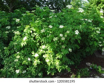 American Elder Tree Botanical Garden Late Stock Photo 1205581195 ...