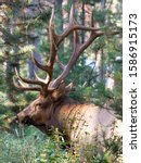 American elk (Cervus canadensis), image was taken in Jasper National Park, Alberta, Canada