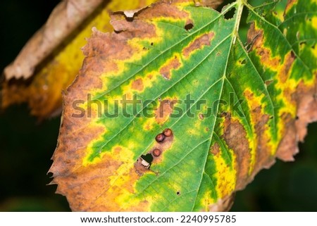 American Elm leaves (Ulmus Americana) with Bacterial Leaf Scorch (Xylella Fastidiosa)