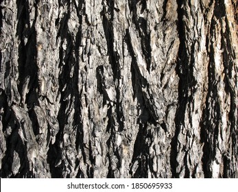 American Elm Tree Bark Closeup