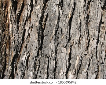 American Elm Tree Bark Detail