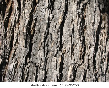 American Elm Tree Bark High Detail