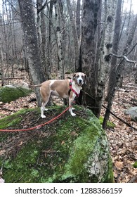 American English Coonhound Hiking