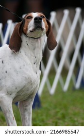 American English Coonhound Looking Up Towards Handler