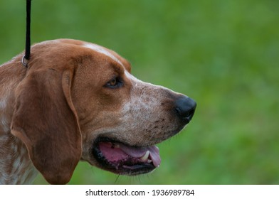 American English Coonhound On Leash At Dog Show