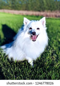 American Eskimo Dog