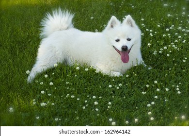 American Eskimo Dog