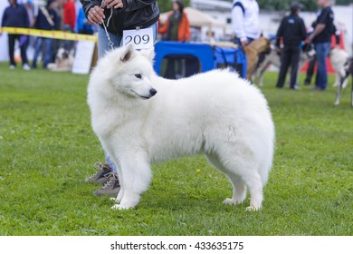 American Eskimo Dog