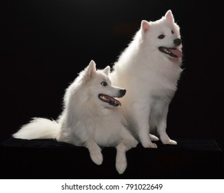 American Eskimo Dog Images Stock Photos Vectors Shutterstock