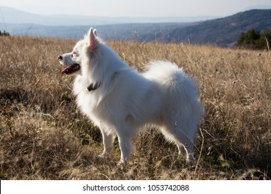 American eskimo dog among nature.