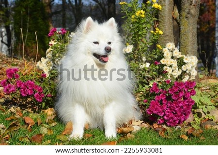 American Eskimo dog in fall flowers.