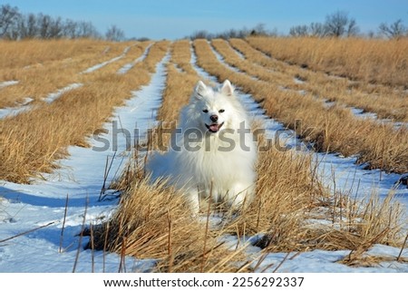American Eskimo dog in farm field