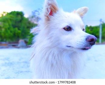 152 Pavilion cute dog Images, Stock Photos & Vectors | Shutterstock