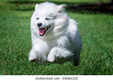 American Eskimo Dog running