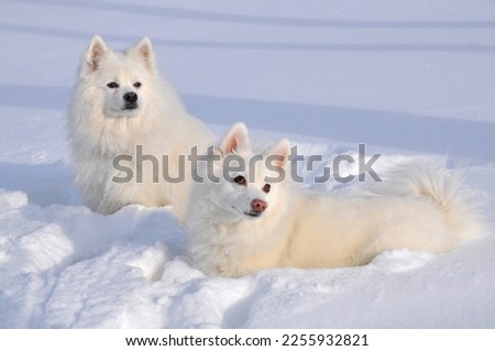 American Eskimo dogs enjoying a fresh snow