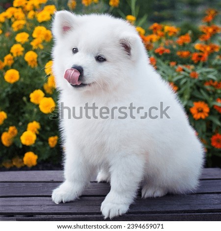 American Eskimo puppy outdoors with flowers