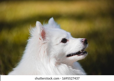 American Eskimo White Dog Photography