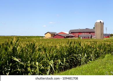 American Farm